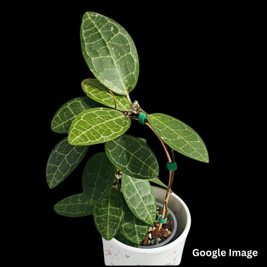 Hoya Elliptica (Large) PRE-ORDER-JULY176