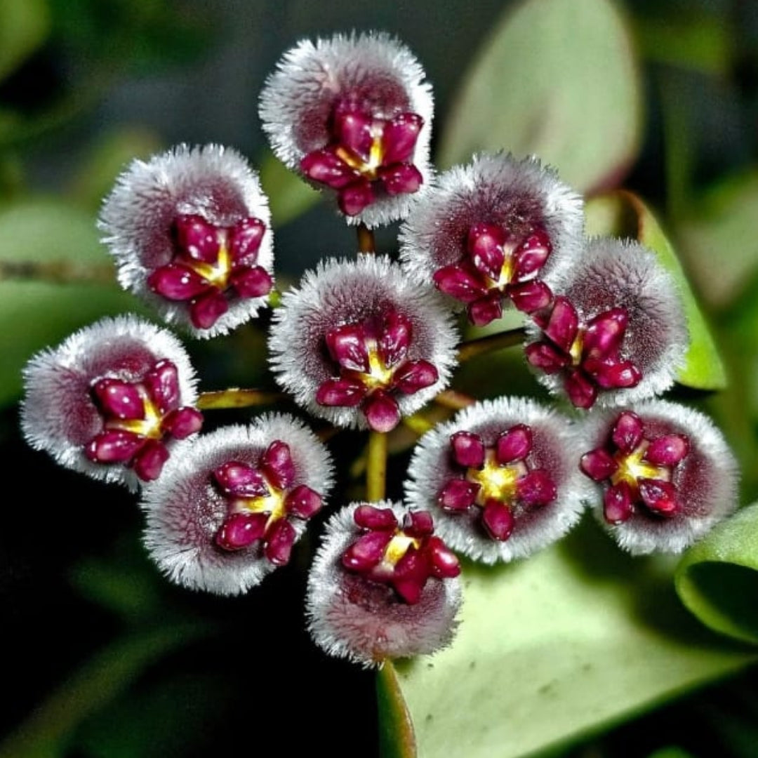 Hoya Isabelchanae Large (PRE-ORDER)-JULY186