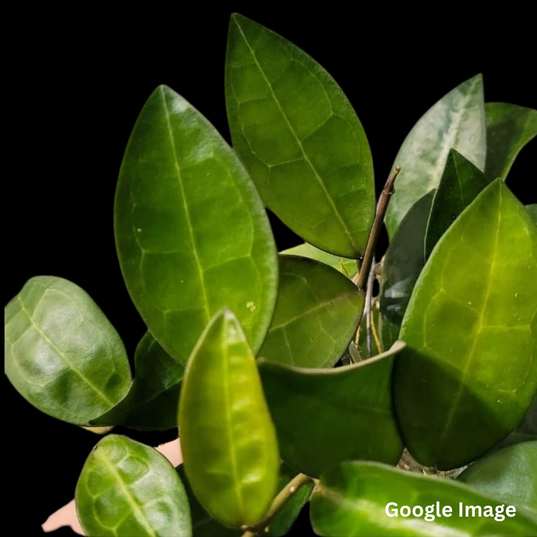 Hoya Elliptica Philippines (Large) PRE-ORDER-JULY177