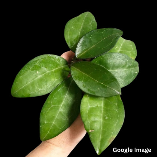 Hoya Elliptica Philippines (Large) PRE-ORDER-JULY177