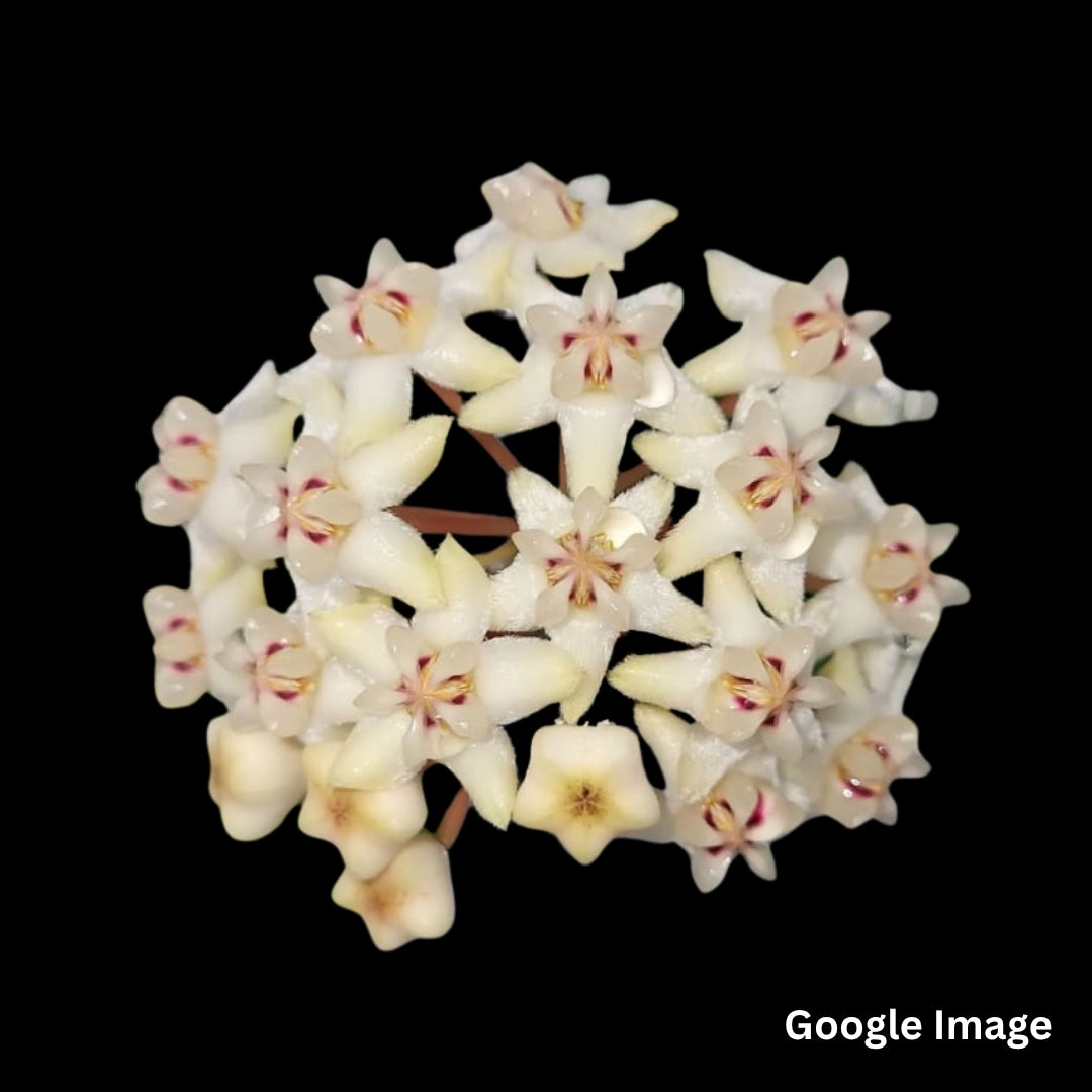 Hoya Elliptica Philippines (Large) PRE-ORDER-JULY177