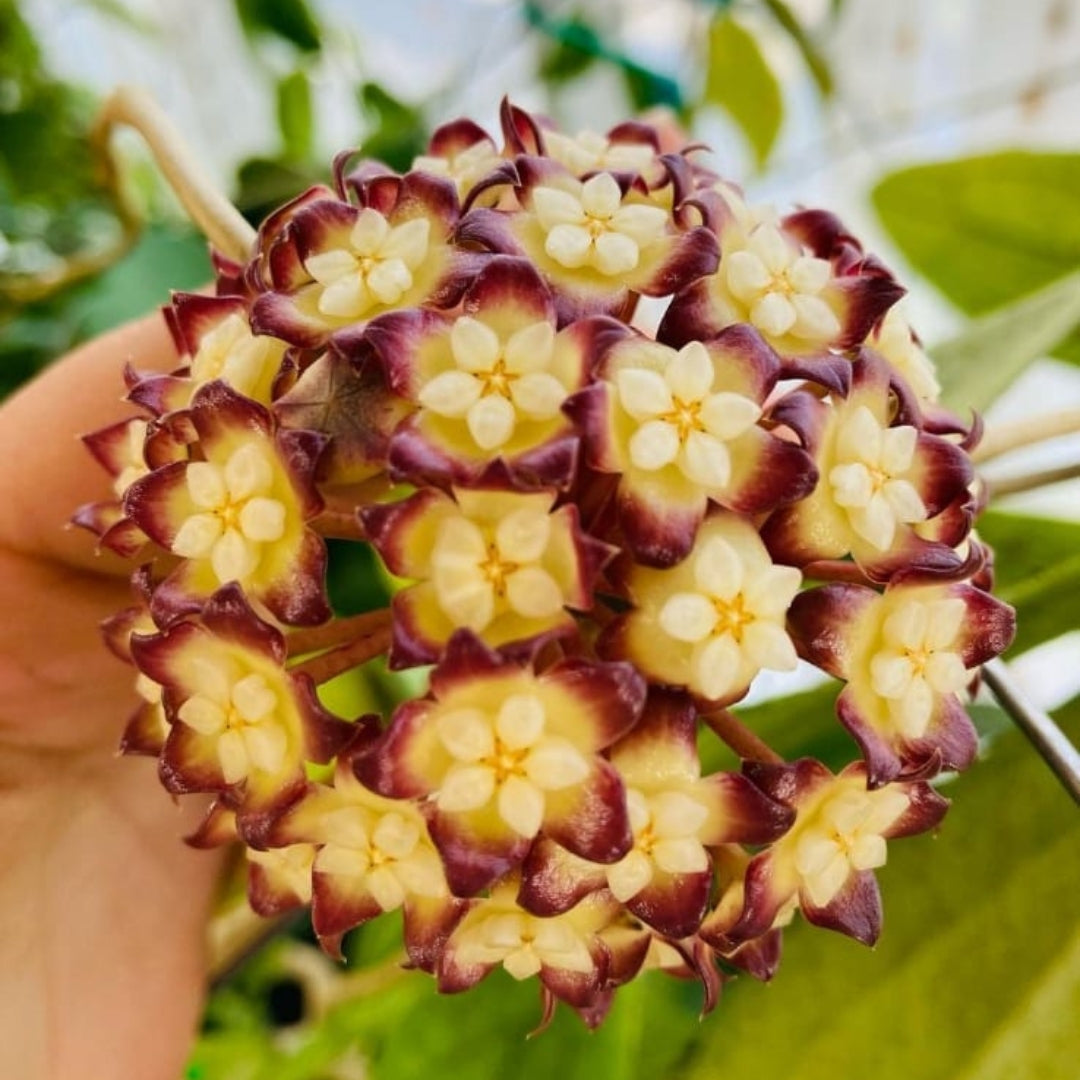 Hoya Jennifer Large (PRE-ORDER)-JULY187