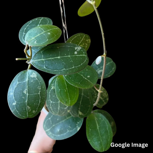 Hoya Elliptica Round Leaves (Large) PRE-ORDER-JULY178