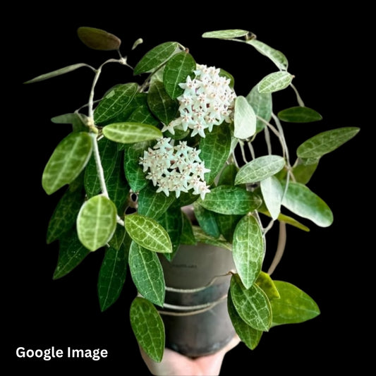 Hoya Elliptica Small Leaves (Large) PRE-ORDER-JULY179