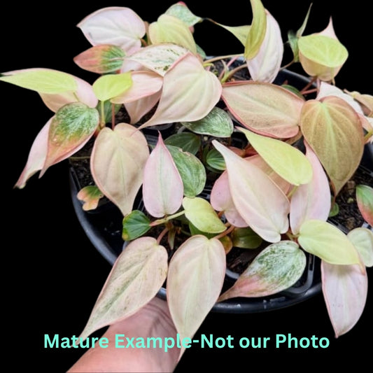 Philodendron Micans Mint Pink Var (9cm Pot)- Pre Order JU17