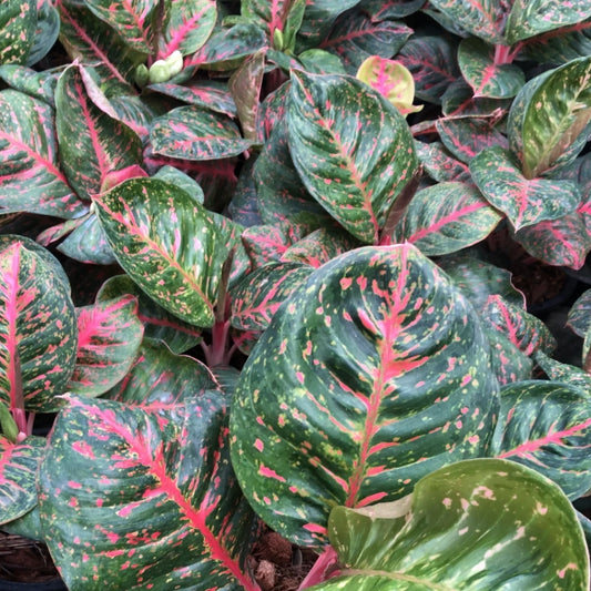 Aglaonema Black Sombat Siam (PRE-ORDER) - JAN018