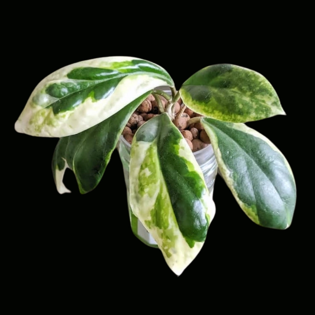 Hoya Incrassata Albomarginata Large (PRE-ORDER)-JULY180