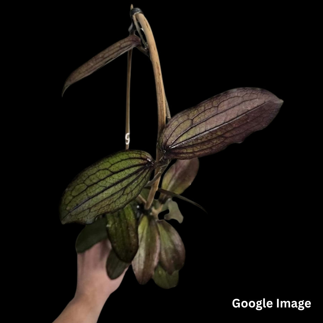 Hoya Erythrina (Large) PRE-ORDER-JULY182