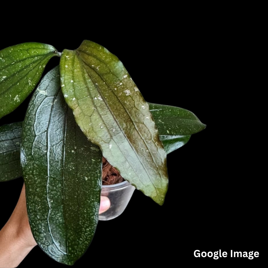 Hoya Erythrina (Large) PRE-ORDER-JULY182