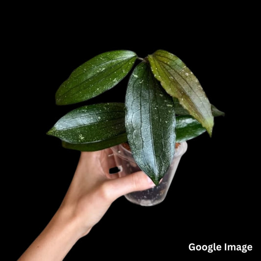 Hoya Erythrina (Large) PRE-ORDER-JULY182