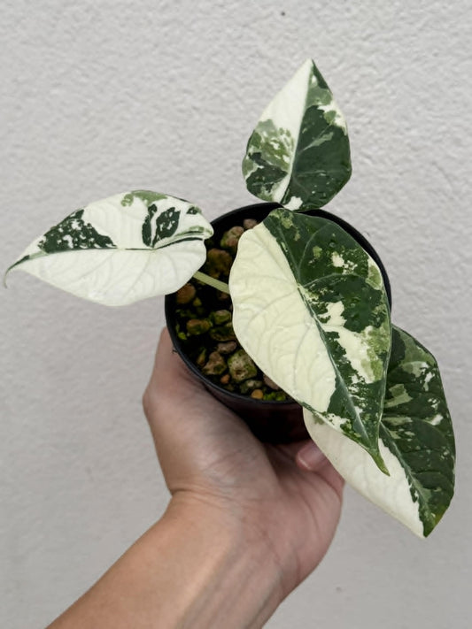 Alocasia Maharani Albo - Pre Order