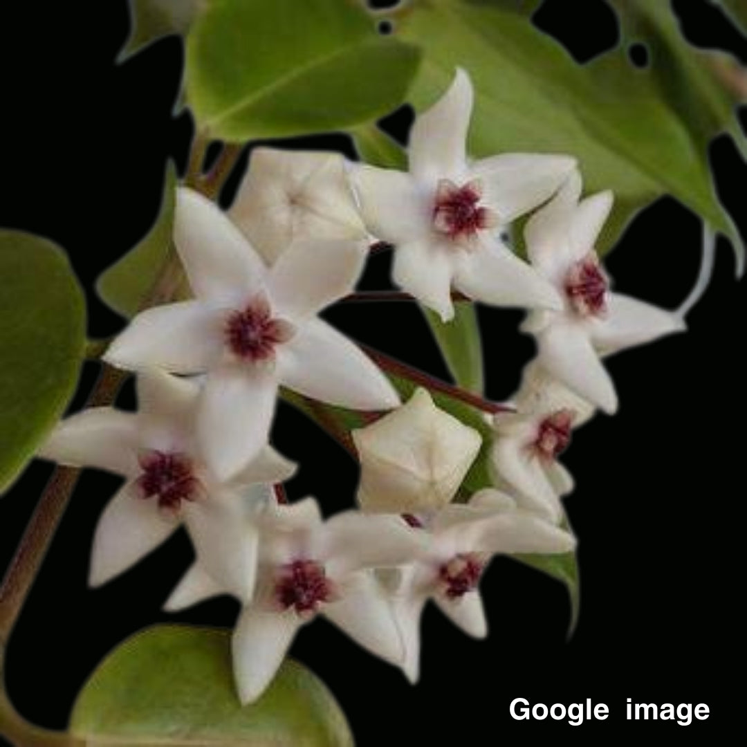 Hoya Iria Marie Large (PRE-ORDER)-JULY185