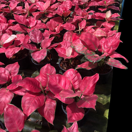 Aglaonema Super Pink (PRE-ORDER) - JAN186