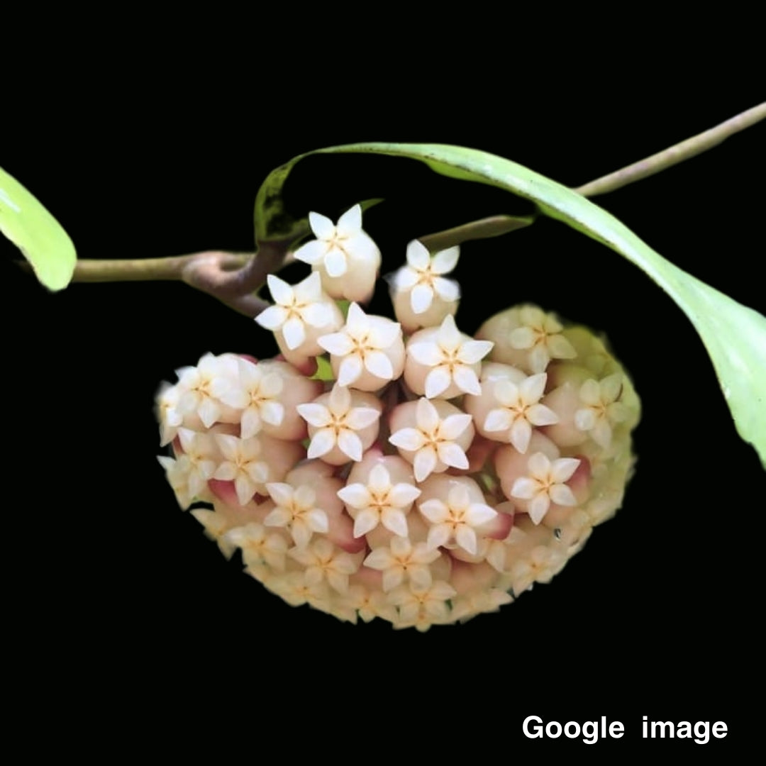 Hoya Juannguoana Large (PRE-ORDER)-JULY188