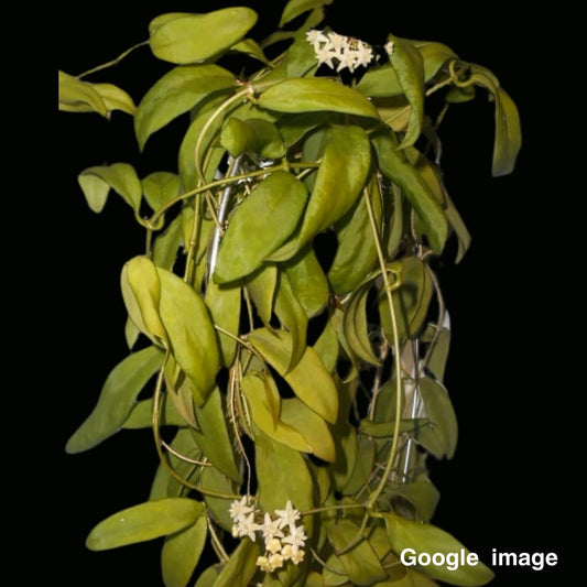 Hoya Cagayagensis Large (PRE-ORDER)-JULY189