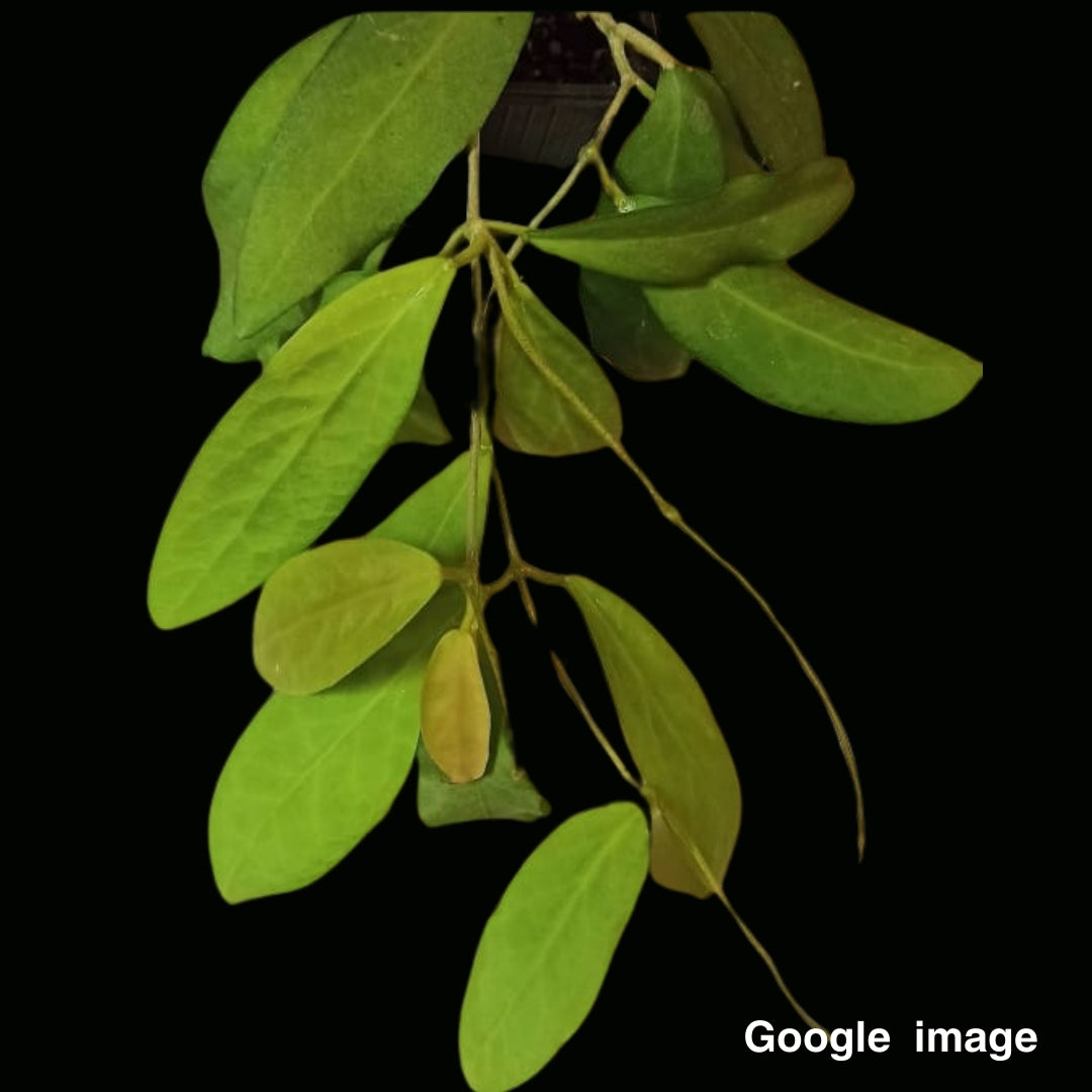 Hoya Cagayagensis Large (PRE-ORDER)-JULY189