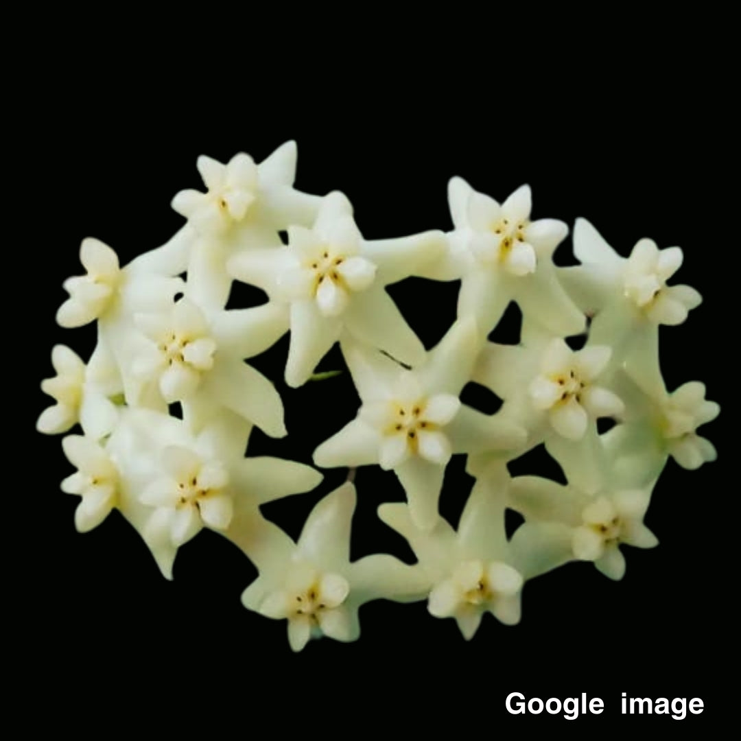 Hoya Cagayagensis Large (PRE-ORDER)-JULY189