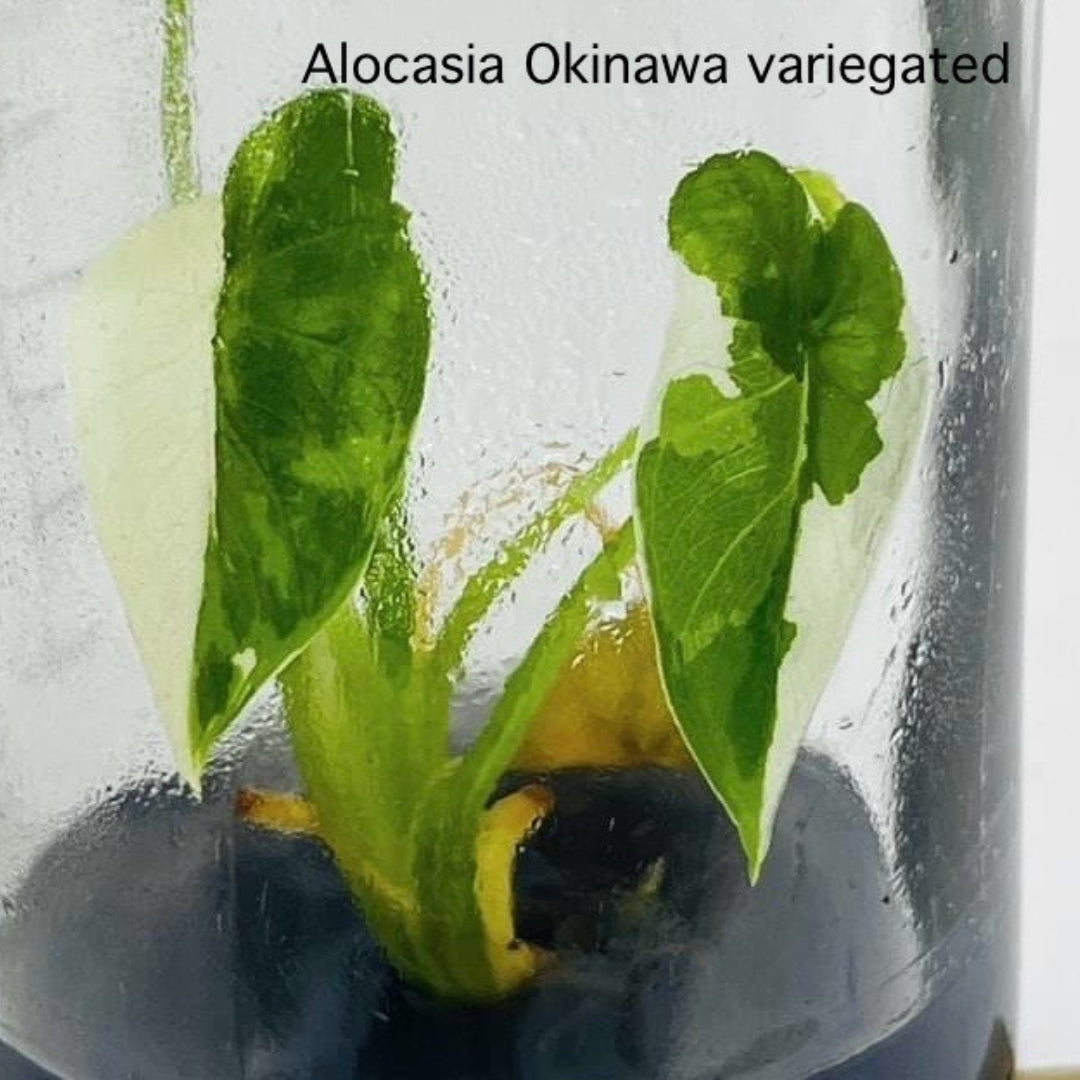 Alocasia Okinawa Variegated Tissue Culture (PRE-ORDER)-TC34