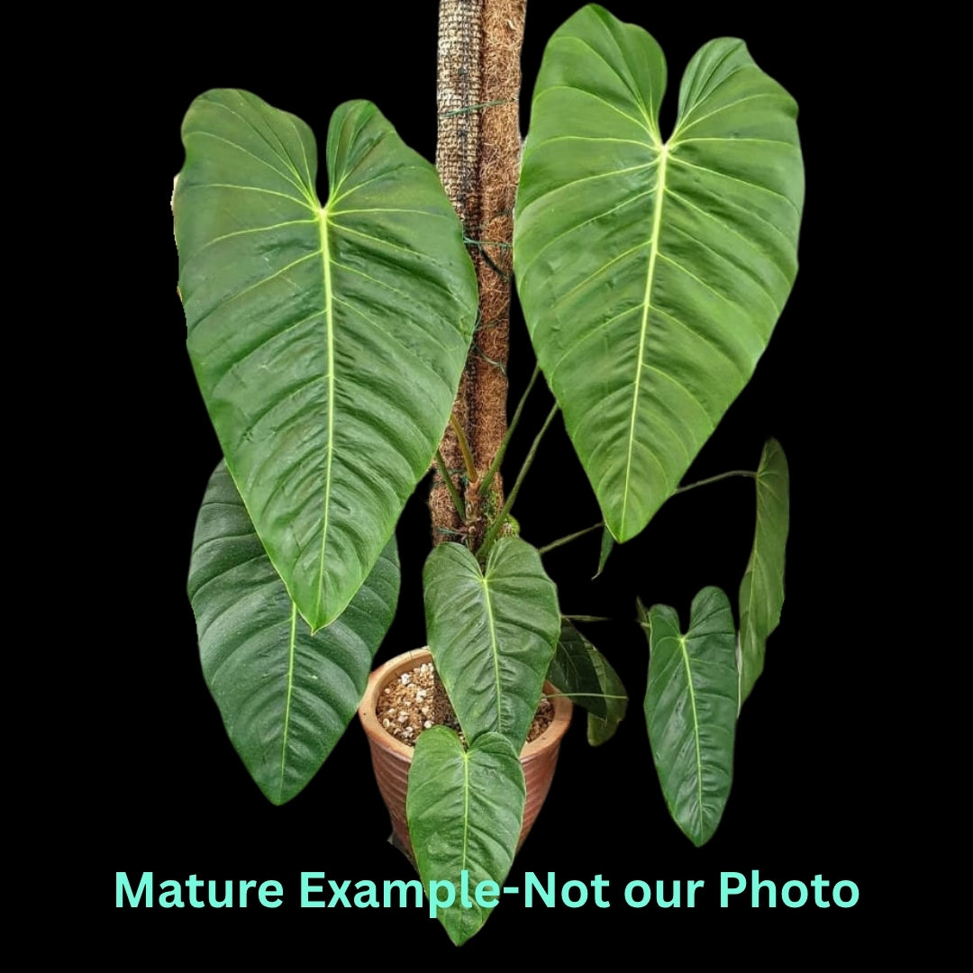 Philodendron Esmeraldense- Pre Order JU18