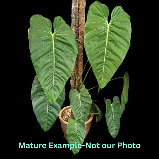 Philodendron Esmeraldense- Pre Order JU18