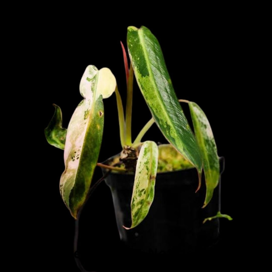 Philodendron Spiritus Sancti Variegated Tissue Culture (PRE-ORDER) -TC0109