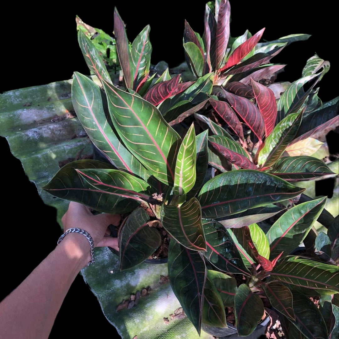 Aglaonema Black Sumatra (PRE-ORDER) - JAN019