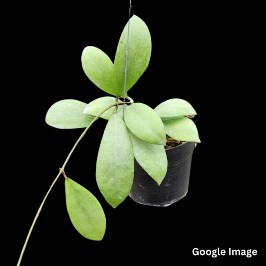 Hoya Erythrostemma Silver (Large) PRE-ORDER-JULY191