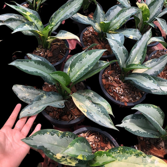 Aglaonema Suvarnbhumi Variegated (PRE-ORDER) -JAN193