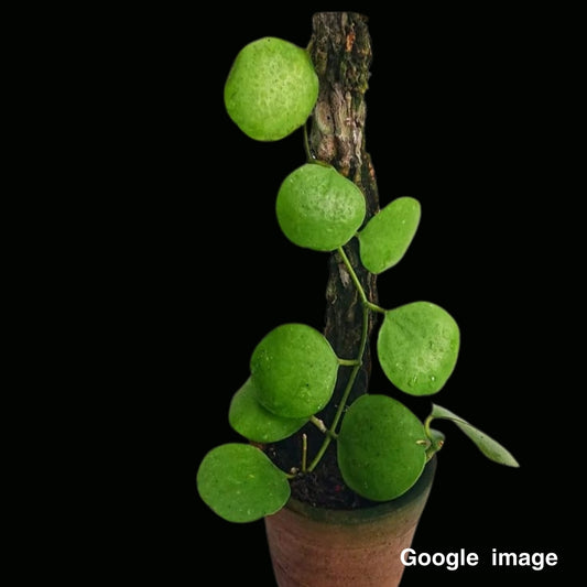 Hoya kastburgii Large (PRE-ORDER)-JULY194