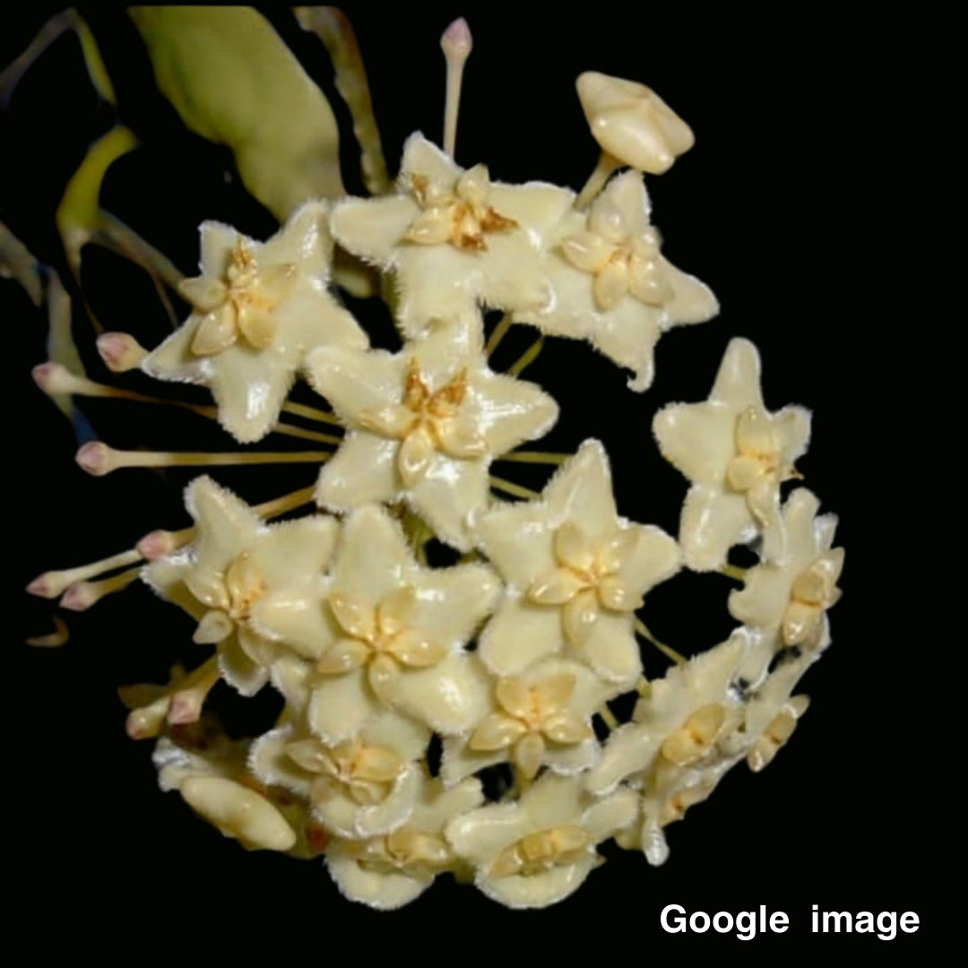 Hoya kenejiana Large (PRE-ORDER)-JULY195