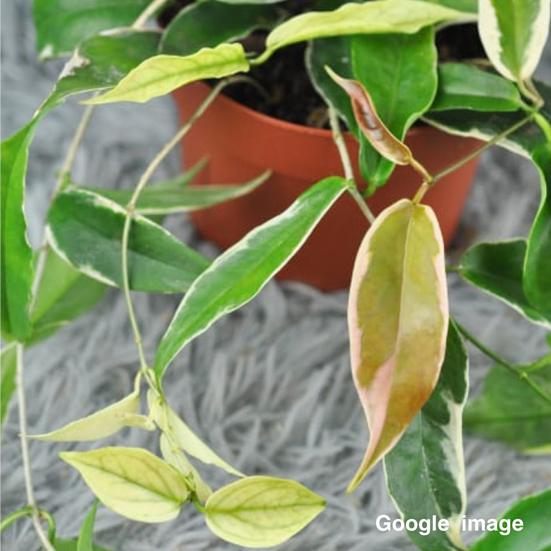 Hoya kenejiana albomarginata Large (PRE-ORDER)-JULY196