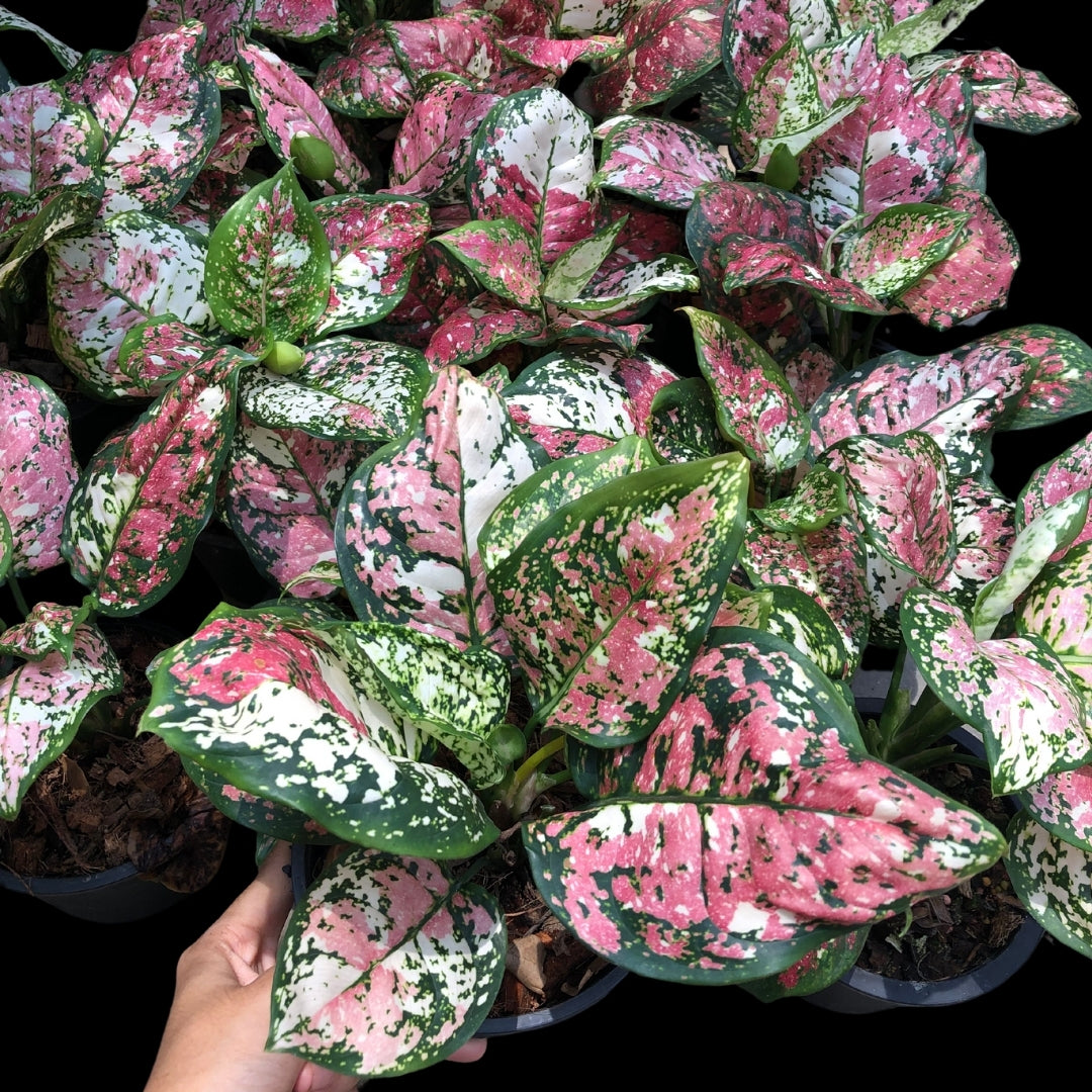 Aglaonema Tricolor (PRE-ORDER) -JAN197