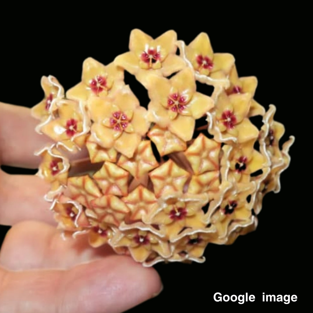 Hoya kenejiana Red Corona Large (PRE-ORDER)-JULY197