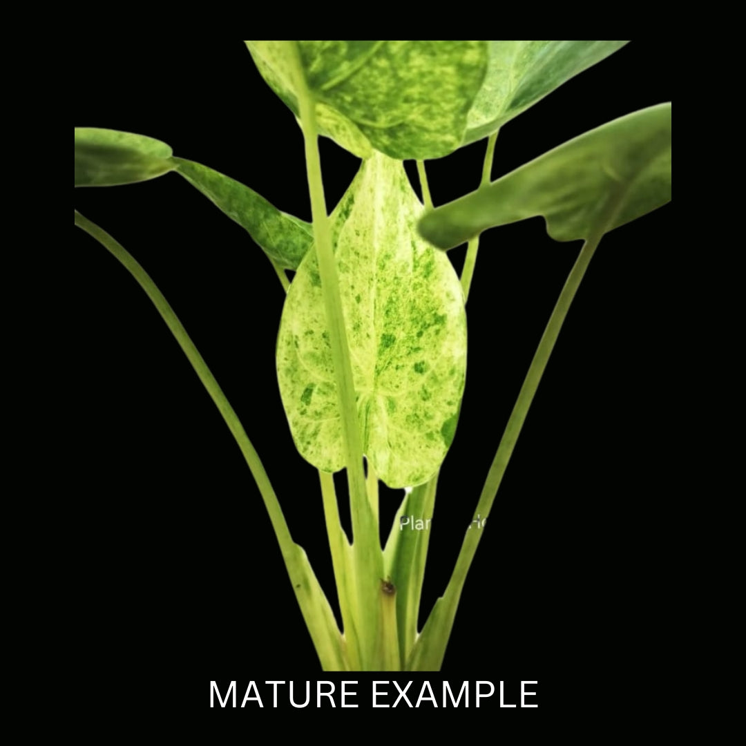 Alocasia Cucullata Marble Tissue Culture (PRE-ORDER) -TC19