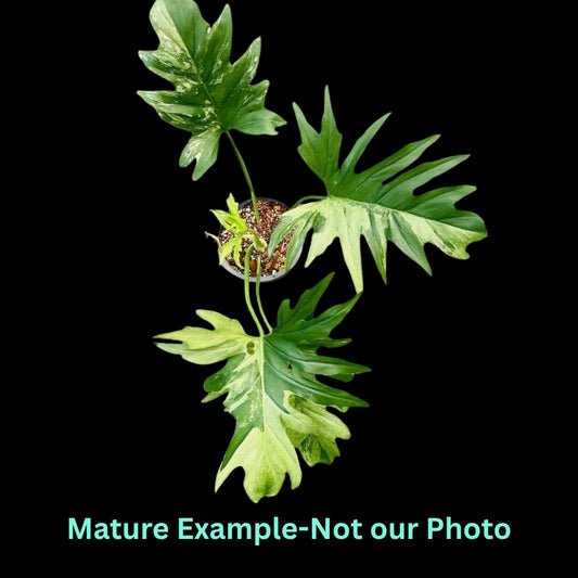 Philodendron Warszewiczii Var (9cm Pot) - Pre Order JU19