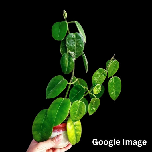 Hoya Affinis (Large) PRE-ORDER-JULY019
