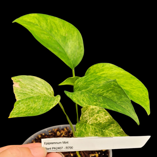 Eppipremnum Mint - Plant PA2407