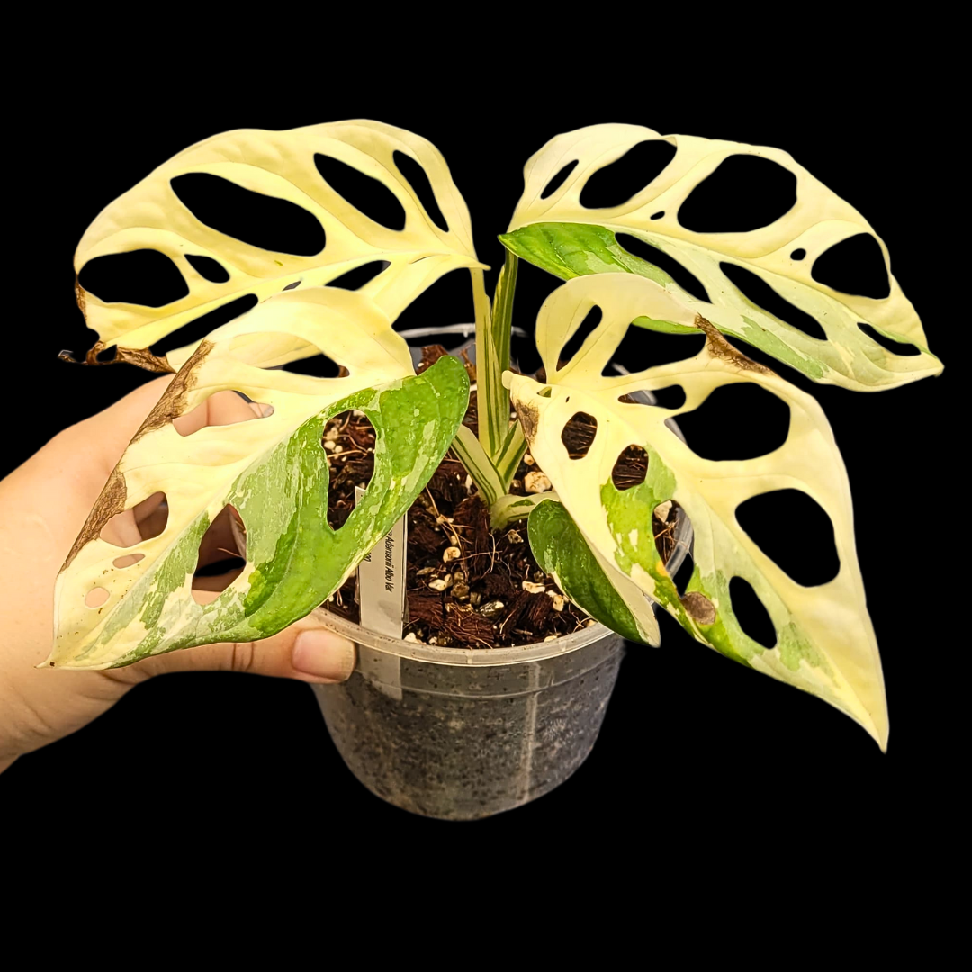 Monstera Adansonii Albo Variegated - Plant PA2442