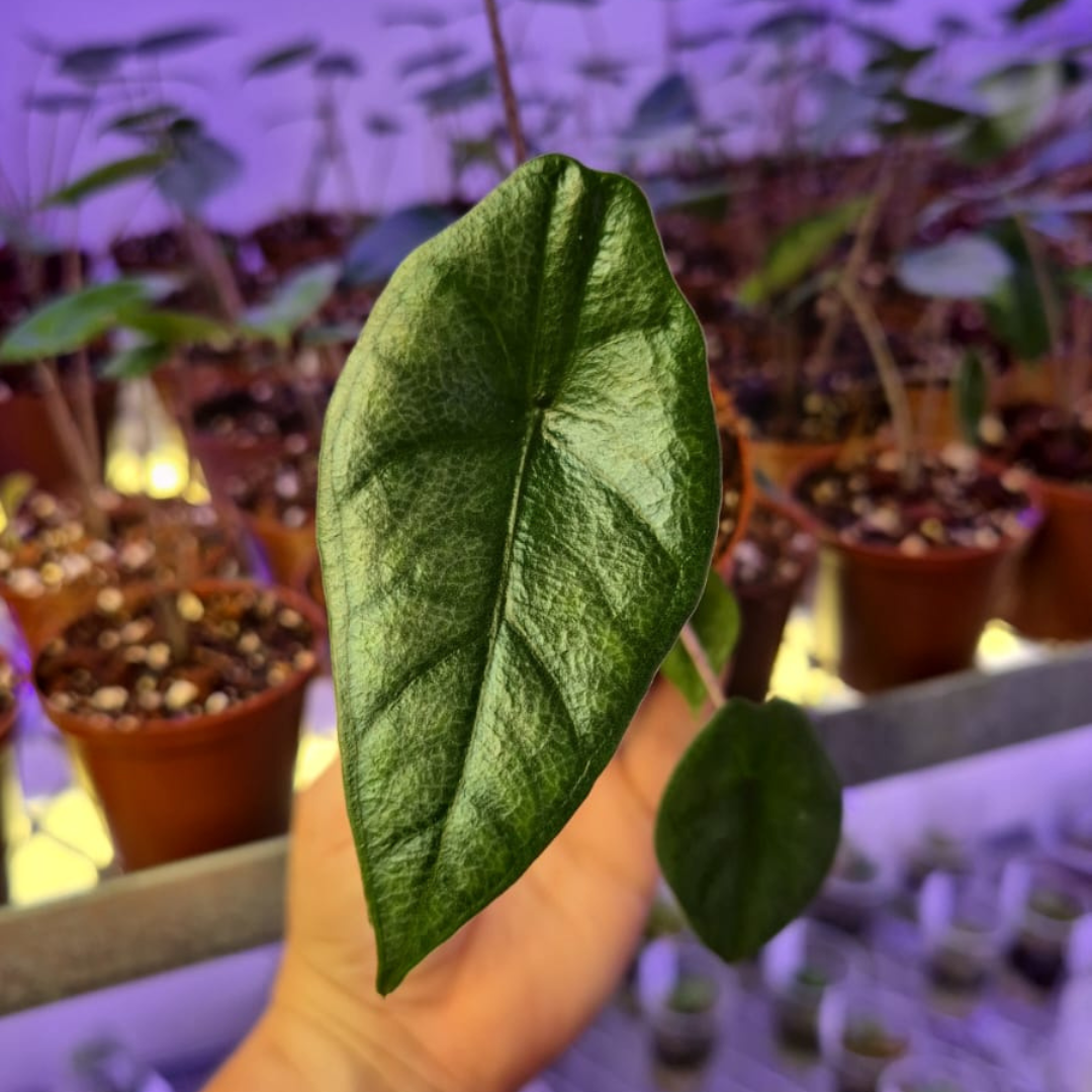 Alocasia Heterophylla Metallic Blue