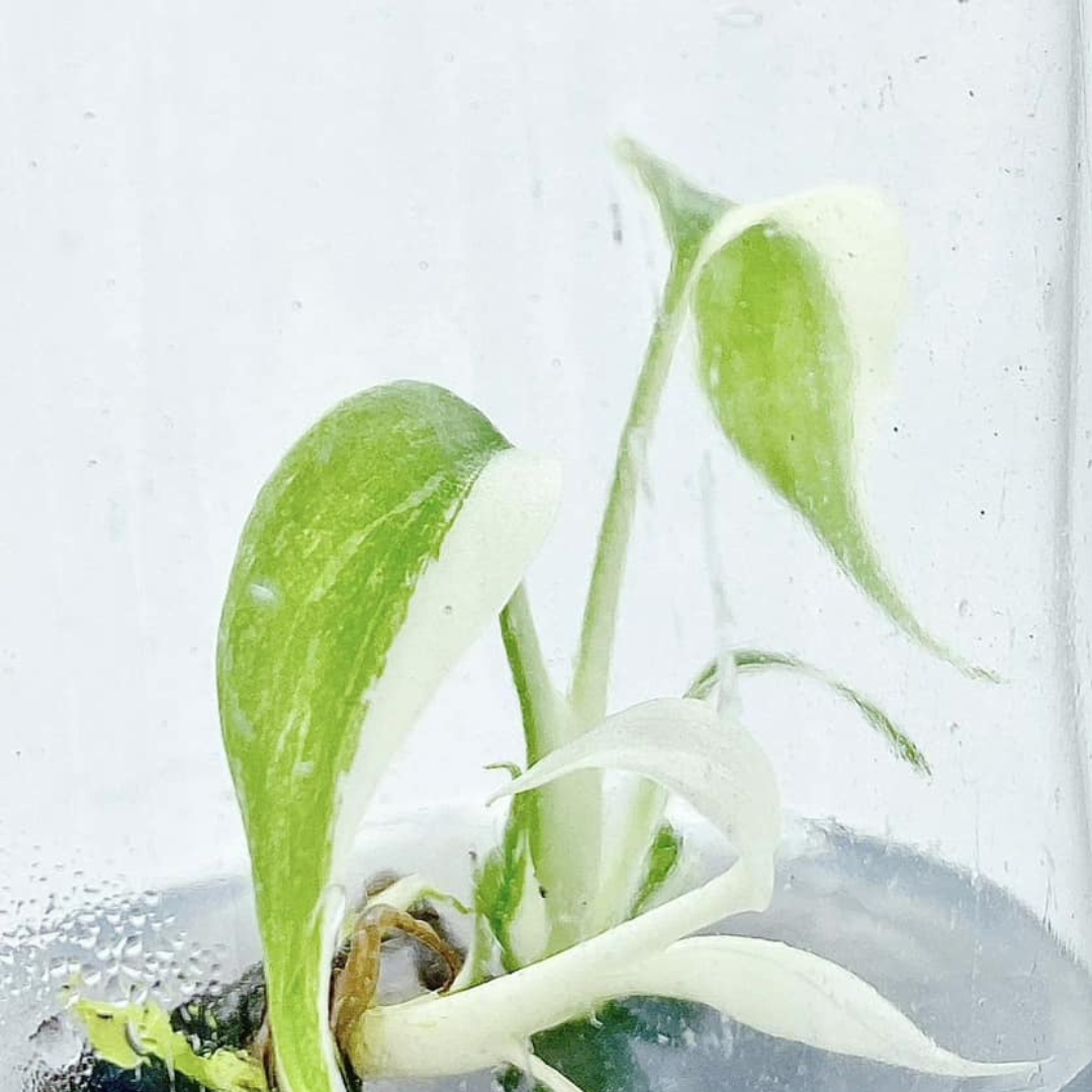 Monstera Borsigiana Albo Tissue Culture (PRE-ORDER)-TC68