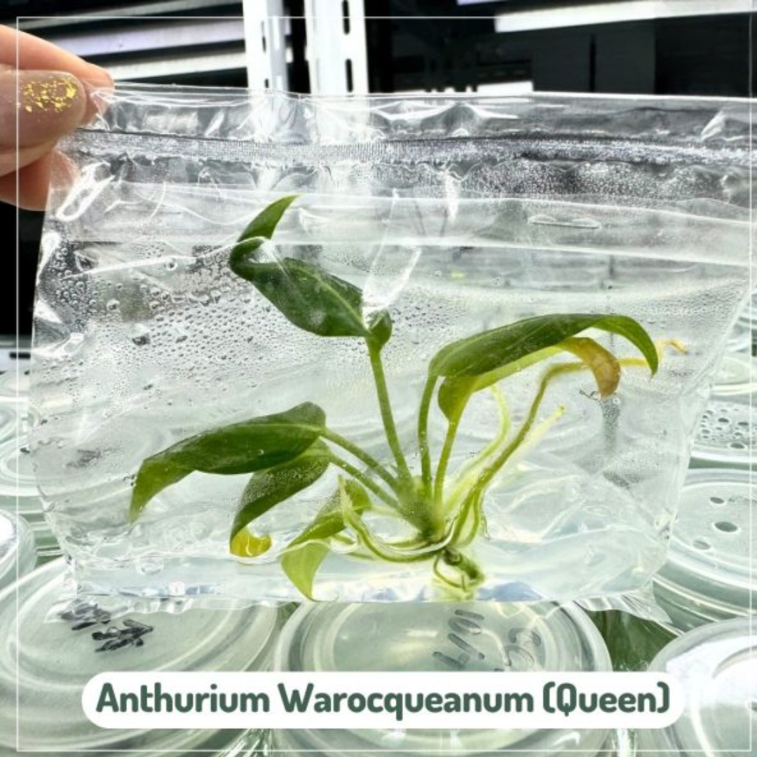 Anthurium Warocqueanum Tissue Culture (PRE-ORDER)-TC56