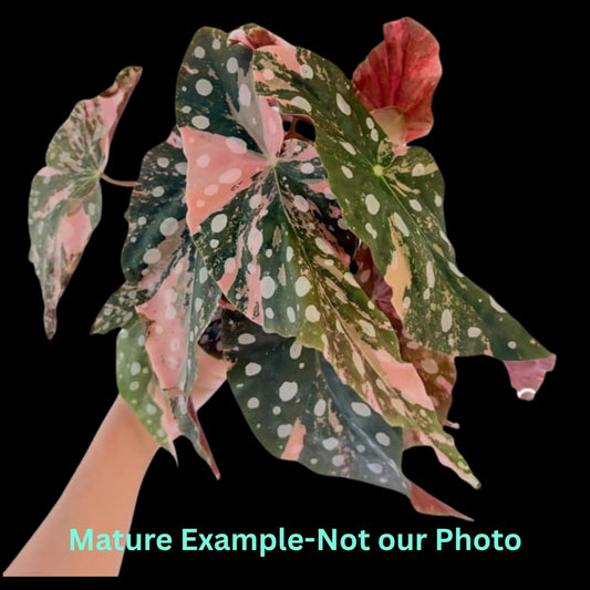 Begonia Maculata Pink (9cm Pot)- Pre Order JU1