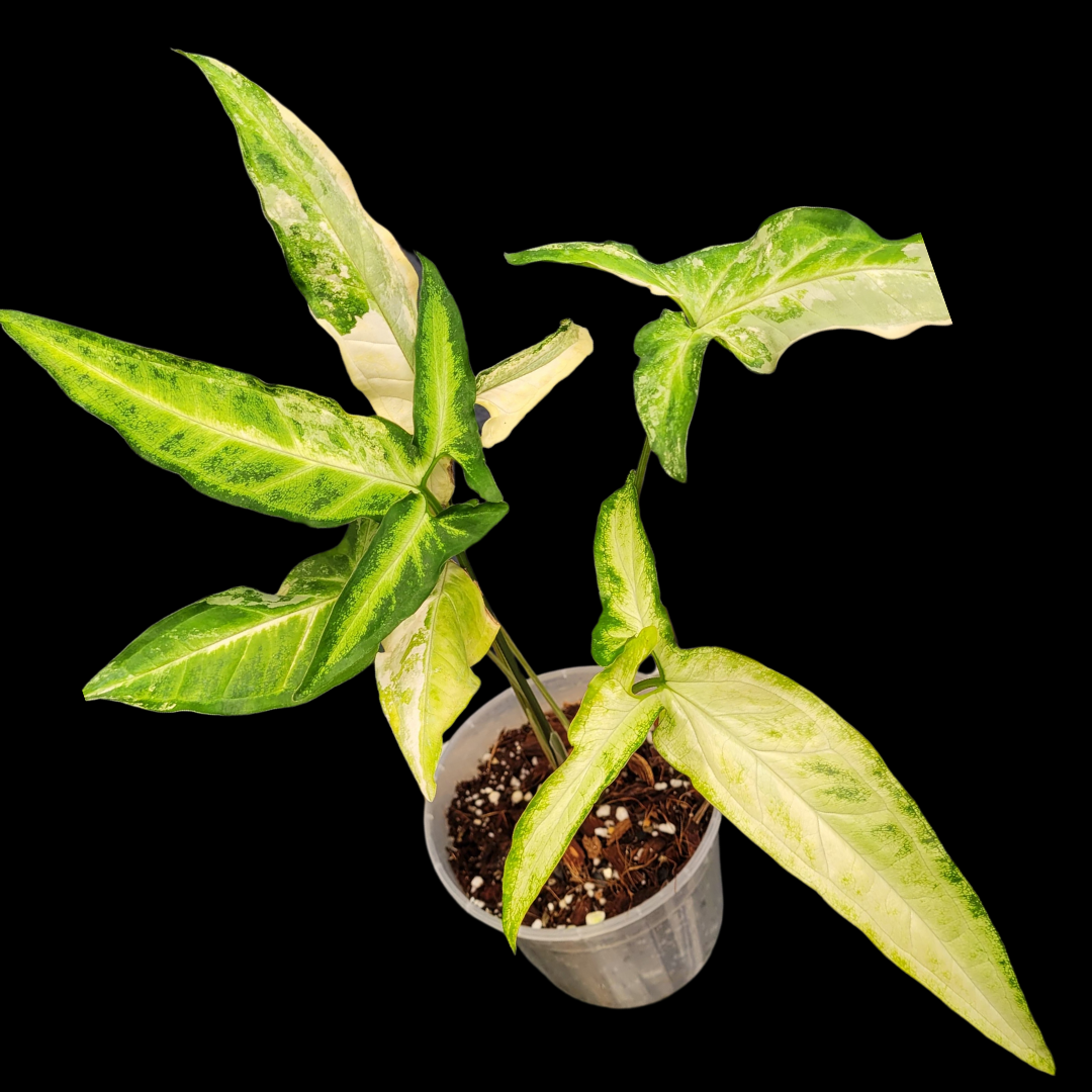 Syngonium Angustatum Variegated Albo - Plant PA2419