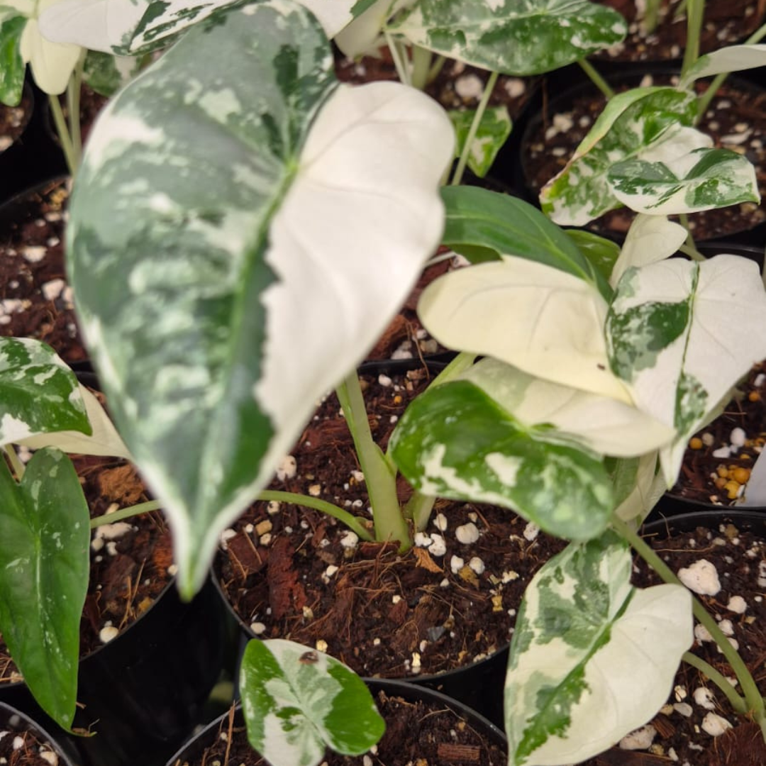 Alocasia Frydeck Variegated