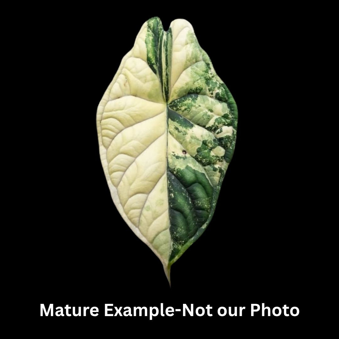 Alocasia Dragon Scale Albo Tissue Culture (PRE-ORDER)-TC023