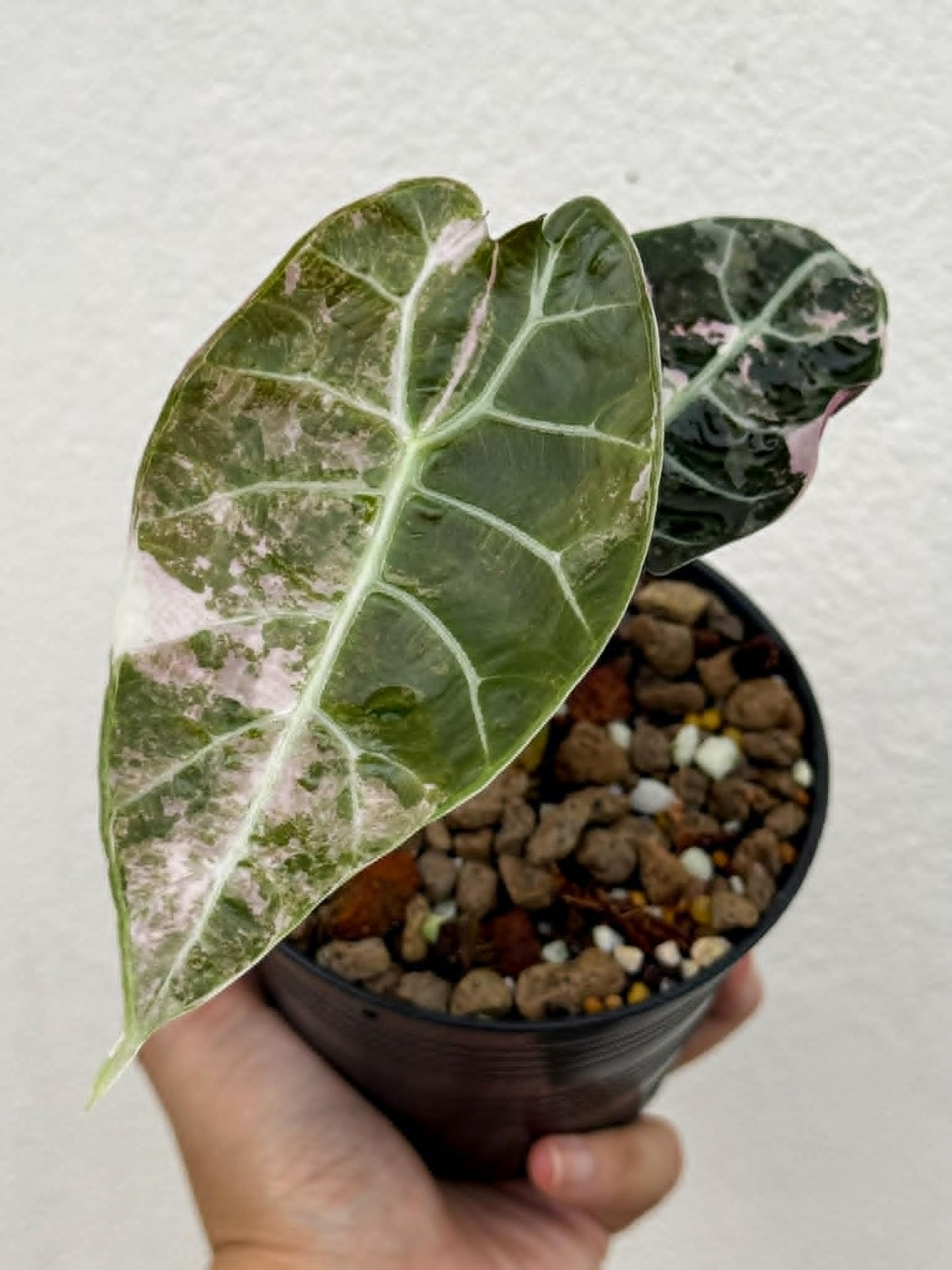 Alocasia Watsoniana Doff True Pink (Not Mint) - Pre Order