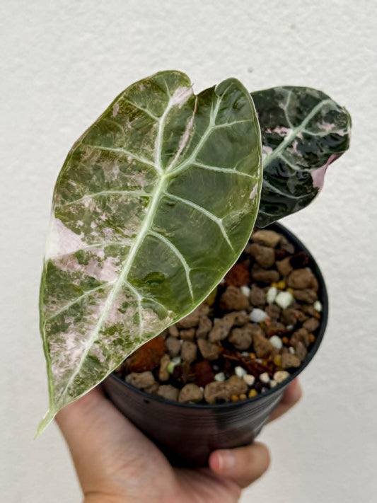 Alocasia Watsoniana Doff True Pink (Not Mint) - Pre Order