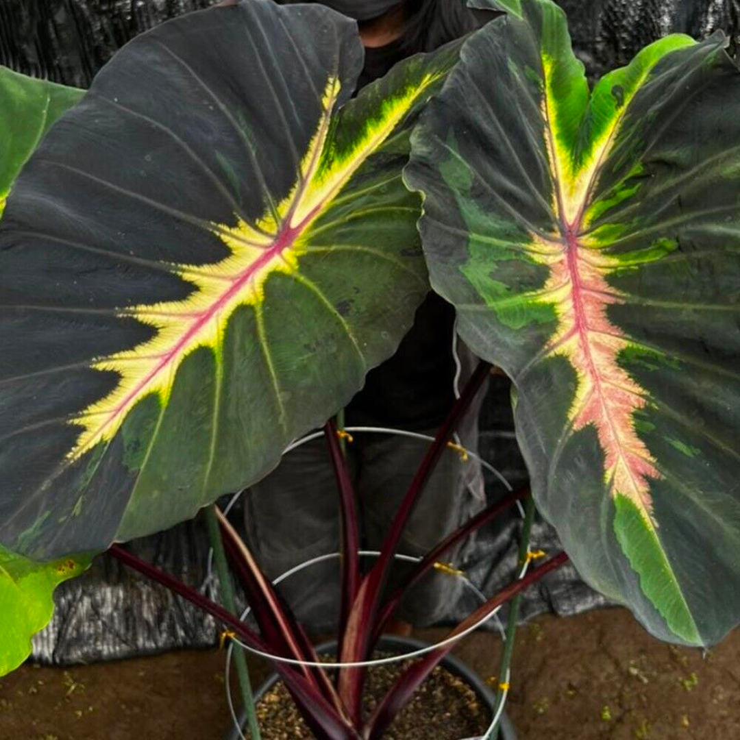 Colocasia Starlight (PRE-ORDER)-COLO27