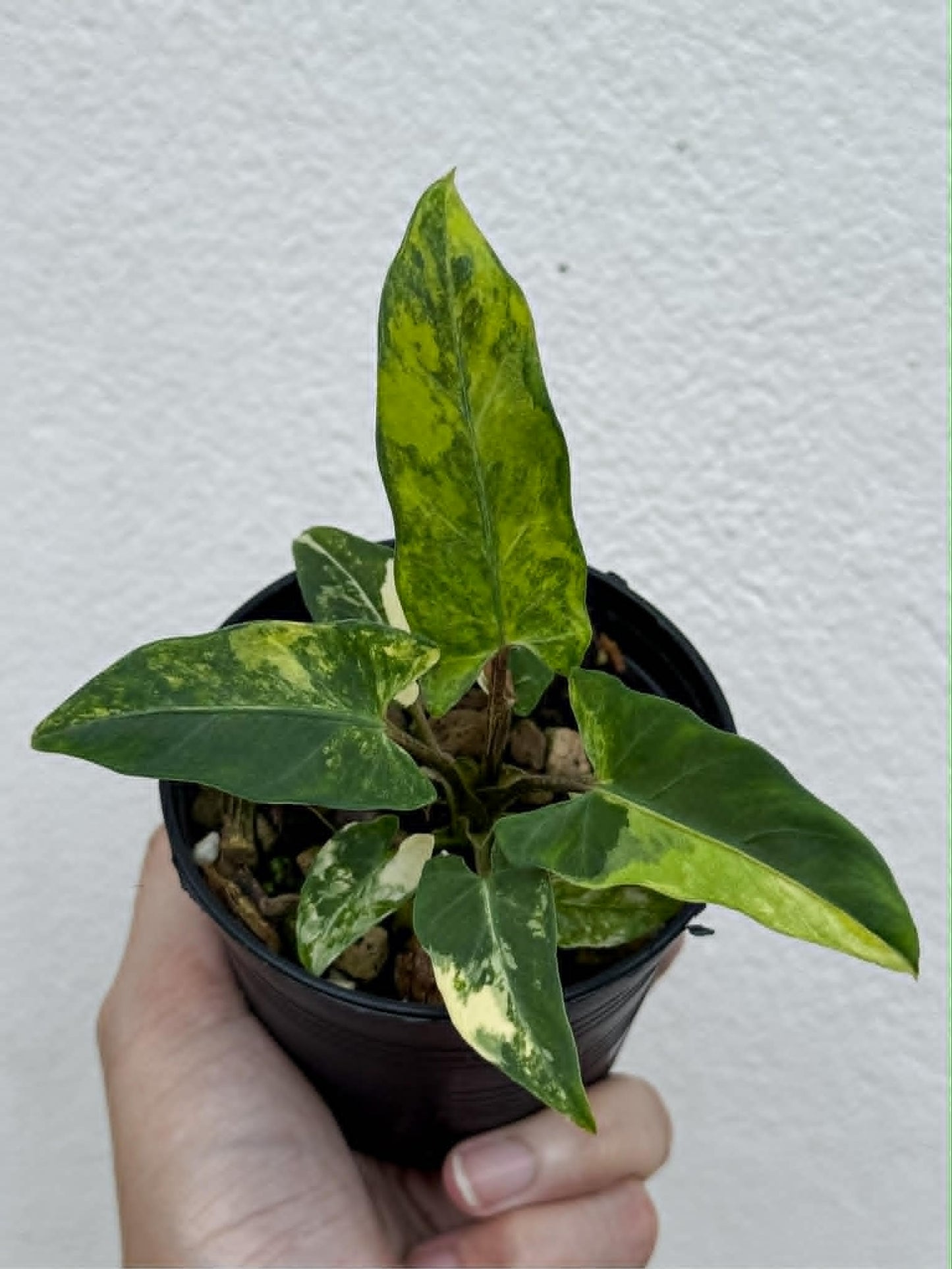 Alocasia Lauterbachiana Aurea - Pre Order