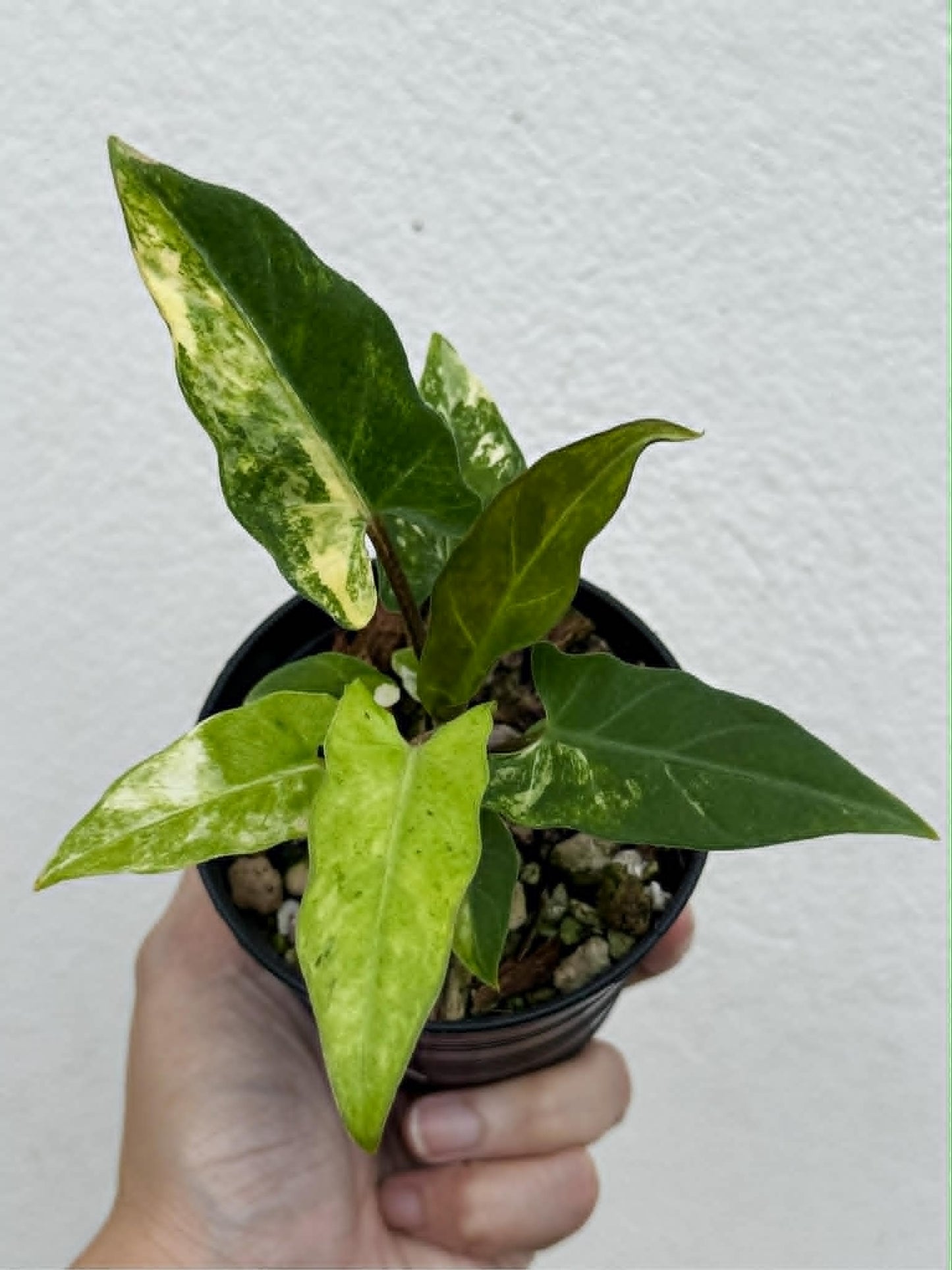Alocasia Lauterbachiana Aurea - Pre Order